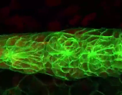 模式生物钻研