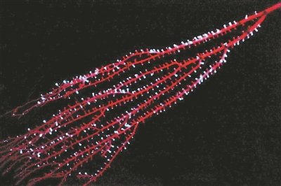 PG���ʹ���